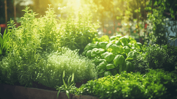 Spice Up Your Life (Sustainably!): Eco-Friendly Herbs and Spices to Grow at Home